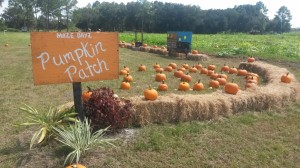 Locally grown Pumpkin Patch Bunnell Florida      